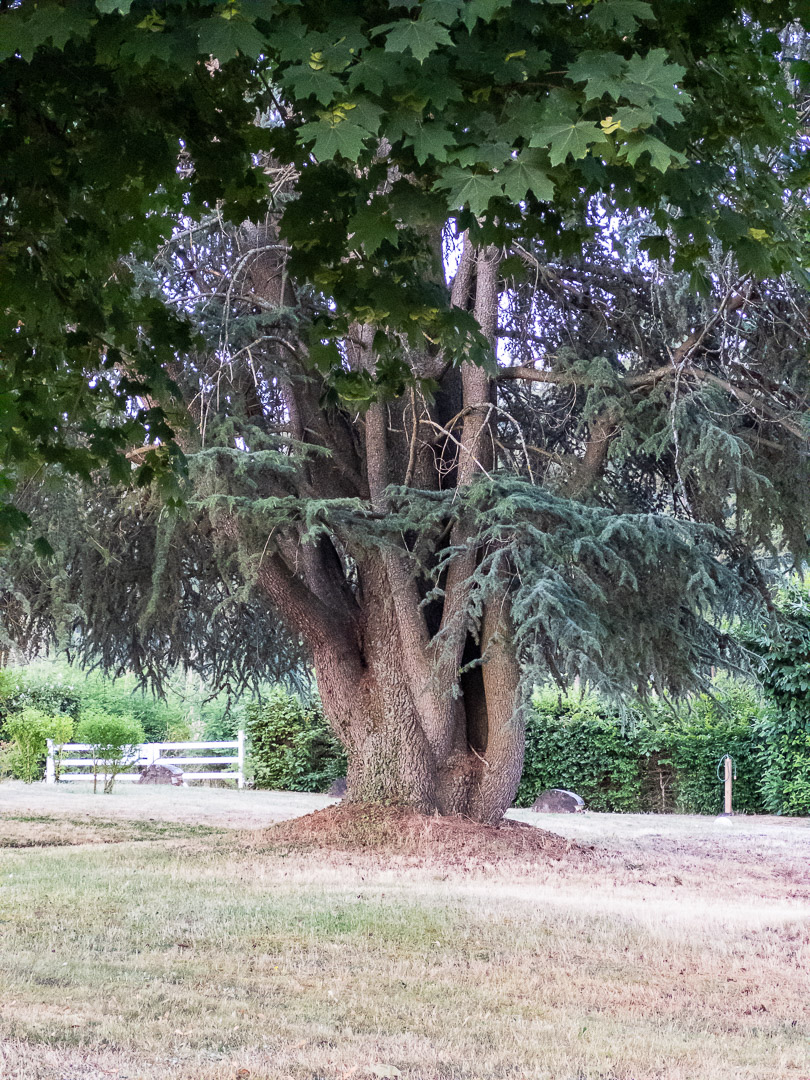 Grand cèdre centenaire implanté dans le parc arboré d'une propriété de caractère à Ozolles.